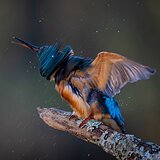 Kingfishers